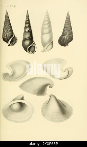 Le conchyliologiste universel, ou, figures des coquilles jusqu'à présent inconnues recueillies en divers voyages a la mer du sud depuis l'année 1764, Paris, A. Franck, libraire-éditeur, 1845. Mollusken, Bildwerke. Diese Illustration zeigt eine Vielzahl von Muscheln, die sowohl Spiralen- als auch Zweiventilformen darstellen. Der obere Teil verfügt über fünf einzigartige Spiralschalen, die jeweils unterschiedliche Muster, Texturen und Formen aufweisen und die Vielfalt der Meeresmuscheln hervorheben. Im unteren Bereich befinden sich fünf Zweiventilschalen, die sich durch ihre flache, symmetrische Bauweise auszeichnen. Jede Hülle ist kompliziert Stockfoto