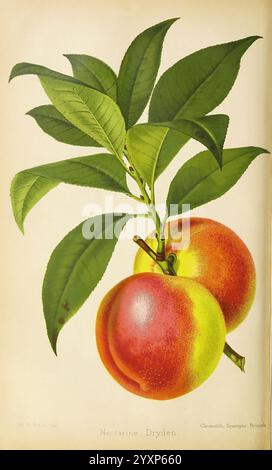 Der Florist und Pomologe und Vorstadtgärtner. London, 1880, Blumengärten, Obstkultur, Gartenbau, Großbritannien, Zeitschriften, Eine wunderschön illustrierte Darstellung von zwei Reifen Nektarinen, die ihre lebendigen Farben und glatten Texturen zeigen. Die Frucht ist eingebettet zwischen üppig grünen Blättern, die ihre Frische betonen. Das Arrangement hebt die charakteristische Form und das Erröten der Nektarinen hervor und lädt zu einer Wertschätzung für ihre natürliche Schönheit ein. Die elegante botanische Kunst fängt das Wesen dieser Sommerfrucht ein und verbindet Genauigkeit mit künstlerischem Flair. Stockfoto