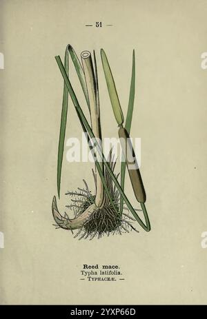 Wayside and Woodland Blossoms London F. warne 1895 Great Britain Wildflowers Identification Botany Typha latifolia, eine Illustration mit einer detaillierten Darstellung von Schilfkolben, insbesondere der Art Typha latifolia. Die Pflanze zeigt sich mit ihren charakteristischen langen, schlanken Stielen und breiten, linearen Blättern, die aus einer markanten Wurzelbasis hervorgehen. Die Blütenstände, die durch ihre zylindrischen braunen Blütenspitzen gekennzeichnet sind, sind neben dem grünen Laub dargestellt. Die Zusammensetzung hebt den typischen Lebensraum der Pflanze hervor und zeigt ihre Anpassung an Feuchtgebiete. Mit dem wissenschaftlichen Namen versehen, Stockfoto
