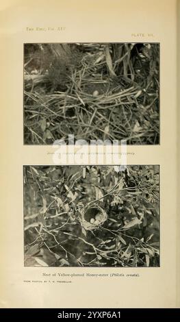 Die Emu Melbourne Royal Australasian Ornithologists Union 1901, Australasia Birds Ornithology Periodicals, die Bildunterschrift zeigt zwei detaillierte Abbildungen, die Nester verschiedener Vogelarten zeigen. Die obere Abbildung zeigt das Nest des Scrub-Robin (Drymoden brunneopygius), das aufwendig zwischen Zweigen und Laub gewebt ist und seine Eier beherbergt. Die untere Abbildung zeigt das Nest des Gelb-Pölpfigen Honigfressers (Ptilotula penicillatus), das ebenfalls in einem Gewirr von Zweigen liegt und dessen eigene Eiergruppen deutlich sichtbar dargestellt sind. Jedes Nest wird in seiner natürlichen Umgebung reflektierend dargestellt Stockfoto