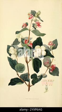 Flora Conspicua London, Longman, Rees, Orme, Brown, und Green, 1826, England, Blumen, Bildwerke, Pflanzen, Zierpflanzen, der New York Botanical Garden, William Clark, Symphoria racemosa, Eine botanische Illustration mit einer detaillierten Darstellung einer blühenden Pflanze mit Knospen und Reifen, runden Früchten. Die Stiele sind mit leuchtend grünen Blättern verziert, die eine glänzende Textur aufweisen. Neben den Früchten blühen zarte rosafarbene und weiße Blüten, die ihre komplexen Strukturen hervorheben. Unten ist eine kleine Darstellung der Frucht mit Angabe ihrer Größe und Form dargestellt. Das ist krank Stockfoto