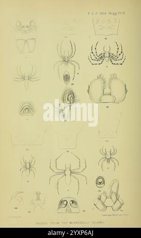 Proceedings of the Zoological Society of London Academic Press Zeitschriften Zoology Smithsonian Libraries, diese Illustration zeigt eine Reihe detaillierter anatomischer Diagramme, die verschiedene Arten von Spinnen von den Montebello-Inseln zeigen. Jede Probe ist mit unterschiedlichen Bezeichnungen dargestellt, die eine einfache Identifizierung ihrer anatomischen Merkmale ermöglichen. Die Anordnung hebt verschiedene Aspekte der Spinnenmorphologie hervor, einschließlich Kopfstrukturen, Körperformen und Beinformationen. Die akribische Detaillierung bietet einen Einblick in die Vielfalt der Spinnen, mit besonderem Schwerpunkt auf ihren einzigartigen Saibling Stockfoto