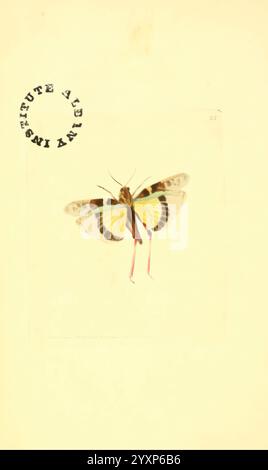 The zoological, miscellany London, gedruckt, von, B. McMillan, für E. Nodder & Son, und, verkauft, von, all, Buchhändler, 1814-1817, bildlich, Werke, Zoologie, ein wunderschön illustrierter Schmetterling mit komplizierten Mustern und lebendigen Farben auf seinen Flügeln. Der Schmetterling hat auffällige gelbe Flecken, zarte schwarze Linien und rote Akzente an den Beinen. Der Schmetterling ist von einem weichen, strukturierten Hintergrund umgeben, der seine zarte Struktur unterstreicht. Ein kreisförmiger Stempel in der linken oberen Ecke weist auf eine historische oder institutionelle Herkunft hin, was den Charme und die Bedeutung des Stücks unterstreicht. Insgesamt Stockfoto