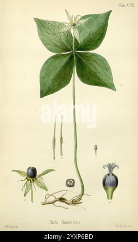 The Flora Homoeopathica, London, Leath & Ross, 1852-1853, Botanik, Homöopathie, Bildwerke, parisquadrifolia, botanicalmedikamentöse, materialediktierbare, diese Illustration zeigt Paris quadrifolia, allgemein bekannt als vierblättriges Paris. Die Pflanze ist mit ihren charakteristischen großen, breiten Blättern dargestellt, die in einem gewellten Muster angeordnet sind, über denen eine zarte weiße Blüte blüht. Die Hauptpflanze ist mit botanischen Details versehen, einschließlich ihrer Beeren und Samenstrukturen. Die komplizierten Linien und Schattierungen heben die einzigartigen Merkmale der Anlage hervor und zeigen ihre robuste Stange Stockfoto