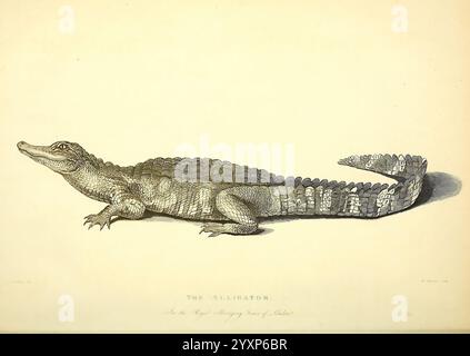 Die Wunder des Tierreichs, London, T. Kelly, 1830, Großbritannien, Alligatorzoo Tiere, Menagerien, Tierverhalten beliebte Werke, eine komplizierte Illustration eines Alligators mit seinem charakteristischen, langgestreckten Körper und seinem kräftigen Schwanz. Die schuppige Textur des Alligators wird in akribischen Details dargestellt, wobei die ausgeprägten Grate entlang des Rückens und die Anordnung seiner Gliedmaßen beachtet werden. Sein Kopf mit breiter Schnauze und scharfen Zähnen ist so positioniert, als würde er untertauchen, was seine räuberische Natur unterstreicht. Die Komposition wird durch eine elegante Schrift ergänzt, die den Ident kennzeichnet Stockfoto