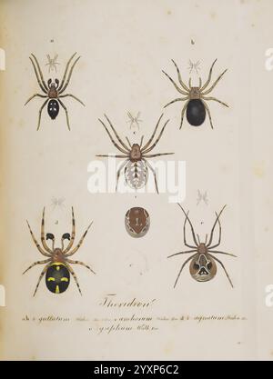 Monographia Aranearum, Monographie der Spinnen, Nürnberg, Lechner, [182.], Museen victoria, Spinnen, Spinnen, Spinnen, Spinnen, Arachniden, Theridion 4guttatum, Titanoeca quadriguttata, Steatoda albomaculata, Theridion 4signatum, Asagena phalerata, Theridion sisyphum, Theridion, 4 guttatum, Titanoeca, Quadriguttata, Anchorum, Steatoda, Albomaculata, 4signatum, Asagena, Phalerata, Parasteatoda, Lunata, Sisyphum, Araneae, diese Abbildung zeigt eine detaillierte Untersuchung verschiedener Spinnenarten, die ihre unterschiedlichen physikalischen Eigenschaften zeigen. Jede Probe ist von A bis e mit Beschriftungen gekennzeichnet Stockfoto