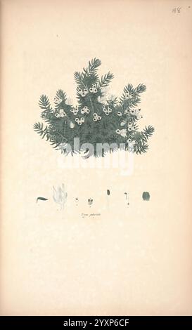 Farbige Stiche von Heiden London, veröffentlicht vom Autor gedruckt von T. Bensley 1802-09 [1830?] England Geschichte Radieren Erica Ericaceae aus dem 19. Jahrhundert handkolorierte Botanik 1802 Bildwerke grafische Medien, die Illustration zeigt eine detaillierte Darstellung eines Nadelbaums, der sein charakteristisches Laub mit langgestreckten nadelförmigen Blättern zeigt. Die Äste des Baumes sind mit kleinen, weißen, floralen Strukturen verziert, die seine Fortpflanzungselemente hervorheben. Unterhalb der Hauptdarstellung befinden sich mehrere kleinere Abbildungen, die verschiedene Stufen oder Variationen von darstellen Stockfoto