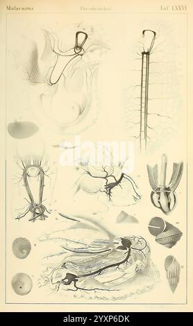 Dr. H.G. Bronn's Klassen und Ordnungen der Weichthiere (Malacozoa), Leipzig, C.F. Winter, 1862-1866, Mollusken, Kopffüßer, diese Abbildung zeigt verschiedene Meeresorganismen aus dem Stamm Malacozoa, insbesondere aus der Unterkategorie Protozoa. Die detaillierten Darstellungen umfassen Stockfoto