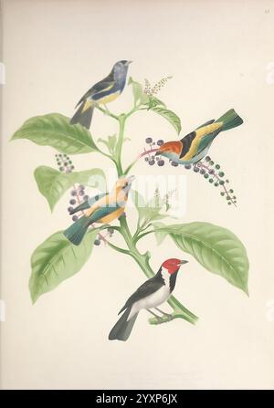 Ornithologie Brésilienne, Ou, Histoire des oiseaux du Brésil Rio de Janeiro Editeur Thomas Reeves [1854-1856] Vögel brasilien Bilderwerke Tanager Mexicana Türkis Tanagra Peruviana Schwarzer Rücken Tanager Tanagra Chloroptera Stilpnia Cayana Chloroptera Burnished Buff Tanager Tanagra Gularis Paroaria Gularis Roter Kardinal mit grüner Blütenzweig, Ein leuchtender Blütenzweig, Ein leuchtender Blütenzweig mit grüner Blütenzweig, der auf grünen Beeren dargestellt ist. Oben links ist ein tiefblauer Vogel mit kontrastierender hellerer Unterseite zu sehen, während oben rechts ein Vogel mit hellgelbem Gefieder und einem s zu sehen ist Stockfoto