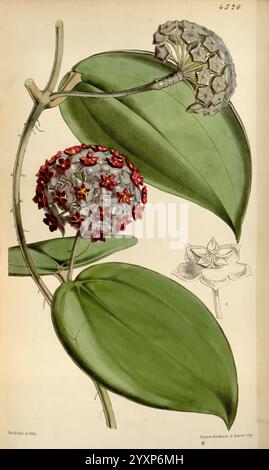 Curtis's, Botanical Magazine, London, New York, Botanik, Zeitschriften, Bildwerke, Curtis, die Illustration zeigt eine Gruppe von Hoya-Blüten, die durch ihre einzigartigen kugelförmigen Formationen aus sternförmigen Blüten gekennzeichnet sind. Zwei unterschiedliche Blütentrauben sind dargestellt: Eine mit einem satten roten Farbton mit zarten sternförmigen Blütenblättern, die andere mit einem helleren Farbton, der eine ähnliche Anordnung aufweist. Die Blüten umgeben von leuchtend grünen Blättern mit ausgeprägten Adern, die einen auffälligen Kontrast zu den farbenfrohen Blüten bilden. Eine einzelne Blume wird detailliert gezeichnet, wodurch ihre komplizierte Struktur hervorgehoben wird Stockfoto