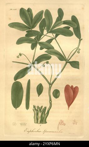 Amerikanisch, medizinisch, Botanik, Boston, Cummings, und Hilliard, 1817-1820, Werke, USA, Botanik, Medizin, Pflanzen, Euphorbia, Ipecacuanhae, Botanik, Medizin, Materia, Medica, Gemüse, die Abbildung zeigt eine botanische Studie über Euphorbia peplus, allgemein bekannt als Petty Spurge. Die detaillierte Darstellung zeigt die besonderen Merkmale der Pflanze, einschließlich ihrer Blätter und Blüten. Neben dem Hauptstamm gibt es verschiedene Blattformen, die die Vielfalt der Pflanze hervorheben. Jedes Element wird akribisch gerendert und bietet einen klaren Blick auf das Blattwerk und die Fortpflanzungsstrukturen. Der Artwor Stockfoto