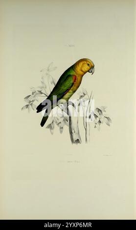 Iconographie des perroquets, Paris, P. Bertrand, 1857 Bird, Birds, Papageien, Papageien, Bildwerke, beliebte Werke, Safranpapageien, Pyrilia pyrilia, Ein Papagei, der anmutig auf einem schlanken Zweig thront und eine lebendige Mischung aus Farben zeigt. Ihre Federn wechseln von hellgrünem auf den Flügeln zu einem warmen goldenen Gelb auf Kopf und Brust, mit subtilen roten Anklängen am Schwanz. Die komplizierten Details des Gefieders unterstreichen die natürliche Schönheit und Komplexität des Vogellebens. Der Hintergrund zeigt zarte botanische Illustrationen, die auf den natürlichen Lebensraum des Papageiens zwischen üppigem Laub hinweisen. Thi Stockfoto