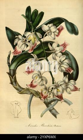 Flore des serres et des jardins de l'Europe, A Gand, chez Louis van Houtte, éditeur, 1845-1880, Aerides, die Illustration zeigt eine atemberaubende Darstellung der Aridostachys Brocchii Orchidee, die ihre zarten Blüten mit komplizierten Details zeigt. Jede Blume hat eine einzigartige Form, die durch weiße Blütenblätter mit auffälligen roten und rosa Markierungen gekennzeichnet ist. Die Pflanze ist mit sattgrünen Blättern versehen, die den Kontrast zwischen dem Laub und den leuchtenden Blüten hervorheben. In der unteren Ecke bieten zusätzliche Skizzen Einblicke in die verschiedenen Stufen oder Aspekte der Orchidee und bereichern den Bot Stockfoto