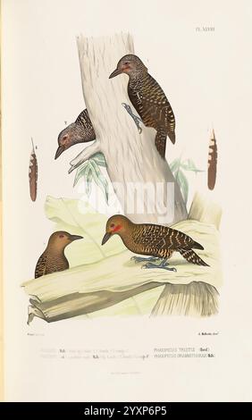Monographie des picidés, ou Histoire naturelle des picidés, picumninés, yuncinés ou Torcols, Metz, Typ. De J. Verronnais, 1861-62, Vögel, Piziden, Bildwerke, die Abbildung zeigt eine detaillierte Darstellung von vier Vögeln auf Ästen und Blättern. Die Vögel weisen ein kompliziertes Muster von Braun- und Gelbtönen auf ihrem Gefieder auf, zusammen mit deutlichen Streifen und Flecken, die ihr Aussehen verbessern. Zwei der Vögel sind im Profil dargestellt, während die anderen nach vorne zeigen und ihre subtilen Merkmale und einzigartigen Markierungen zeigen. Der Hintergrund enthält strukturierte Elemente wie Baumrinde und Large Stockfoto