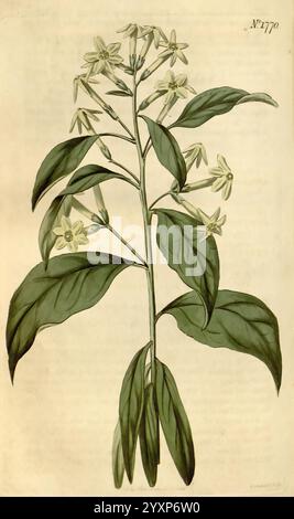 Curtis's Botanical Magazine London New York Botanical Illustration Botanical Periodicals Pictorial Works Plants Ornamental Curtis Cestrum Parqui Taxonomie: Family= Solanaceae Chile, diese botanische Illustration zeigt eine detaillierte Darstellung einer blühenden Pflanze. Der mittlere Stiel ist aufrecht und trägt eine Gruppe kleiner, sternförmiger Blüten mit zarten weißen Blütenblättern. Üppig grüne Blätter reichen vom Stiel aus, variieren in Größe und Form und zeigen eine reichhaltige Textur. Die Pflanze wird mit Liebe zum Detail dargestellt, wobei sowohl die floralen als auch die Blattelemente hervorgehoben werden, und wird von einer Reihe von Desi begleitet Stockfoto