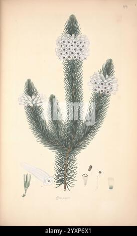 Farbig, Gravuren, aus, Heiden, London, veröffentlicht von der Autorin, gedruckt von, T, Bensley, 1802-09, [1830?], England, Geschichte, Ätzen, 19. Century, Erica, Ericaceae, handkoloriert, Botanik, 1802, Bild, Werke, Grafik, Medien, eine botanische Illustration, die eine immergrüne Pflanze zeigt, die sich durch ihre markanten, langen Zweige auszeichnet, die mit weißen, runden Formationen verziert sind, die an Blüten oder Samenkörner erinnern. Diese zentrale Figur umgibt verschiedene detaillierte Studien der Pflanzenbestandteile, darunter längliche Blätter, Samenstrukturen und kleinere Blumenelemente. Die akribische Anstrengung Stockfoto