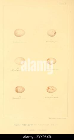 Nester und Eier amerikanischer Vögel. Teile 1-7. Salem, Mass, S.E. Cassino [c1880], Vögel, Eier, Nordamerika, Nester, die Illustration zeigt eine Sammlung von sechs Vogeleiern, von denen jedes eine genaue Kennzeichnung der jeweiligen Art zeigt. Die Eier variieren in Größe und Farbe und zeigen eine Reihe von Mustern, einschließlich Sprenkeln und glatten Oberflächen. Jedes Ei ist deutlich nummeriert, was eine systematische Darstellung der verschiedenen Arten in Nordamerika anzeigt. Das Gesamtlayout betont die Vielfalt des Vogellebens und bietet eine visuelle Referenz für das Studium der Ornithologie und des Vogellebens Stockfoto