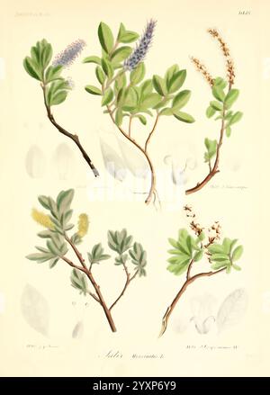 Icones florae Germanicae et Helveticae, Simul Pedemontanae, Tirolensis, Istriacae, Dalmaticae, Austriacae, Hungaricae, Transylvanicae, Moravicae, Borussicae, Holsaticae, Belgicae, Hollandicae, ergo Mediae Europae. Lipsiae, F. Hofmeister 1834-1912. [v. 1, 1850], Europa, Bildwerke, Pflanzen, eine detailreiche botanische Illustration, die verschiedene Pflanzenarten zeigt. Die Komposition besteht aus mehreren Zweigen, die mit Blättern und Blüten verziert sind, die jeweils mit ihren wissenschaftlichen Namen und entsprechenden Nummern als Referenz gekennzeichnet sind. Die Anordnung hebt die einzigartigen Merkmale jeder Spezies hervor Stockfoto