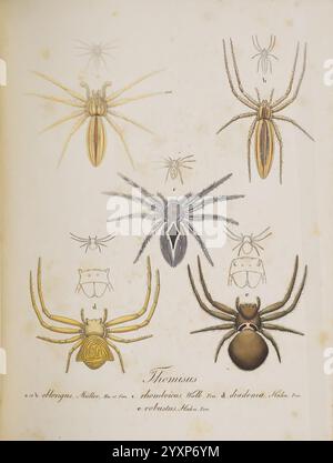 Monographia Aranearum, Monographie der Spinnen, Nürnberg, Lechner, [182, Museen victoria, Spinnen, Spinnen, Spinnen, Arachnida, Thomisus oblongus, Tibellus oblongus, Thomisus rhomboicus, Thanatus formicinus, Thomisus onustus, Xysticus robustus, Thomisus diadema, Thomisus robustus, Thomisus, oblongus, Tibellus, rhomboicus, Thanatus, Formicinus, Diadema, onustus, Robustus, Xysticus, Araneae, eine komplexe botanische Illustration mit einer Vielzahl von Spinnenarten, alle sorgfältig gekennzeichnet. Das Arrangement zeigt mehrere Spinnen aus verschiedenen Winkeln, wodurch ihre einzigartige physische Cha hervorgehoben wird Stockfoto