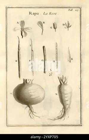 Joseph Pitton de Tournefort, Institutiones rei herbariae, Parisiis, E Typographia Regia, 1700-[1703], Botanik, prälinneanische Werke, diese Illustration zeigt verschiedene Stufen und Teile der Pflanze, bekannt als „Rapa“ oder Rübe. Das Diagramm enthält beschriftete Abschnitte Stockfoto