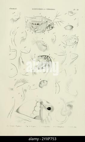 Histoire naturelle des crustacés, Paris, Librairie encyclopédique de Roret, 1834-1840, Anatomie, Crustacea, Physiologie, schaaldieren, Taxonomie, die Illustration zeigt eine detaillierte Untersuchung verschiedener Krustentierarten und zeigt ihre anatomischen Merkmale und Strukturen. Jeder nummerierte Abschnitt kennzeichnet verschiedene Teile der Organismen, wie Panzerkörper, Antennen und Anhängsel. Die beigefügten Etiketten enthalten wissenschaftliche Bezeichnungen und Klassifizierungen, die die Vielfalt innerhalb der Gruppe hervorheben. Diese pädagogische Darstellung dient als Hilfsmittel zum Verständnis der Morphologie dieser Gewässer Stockfoto