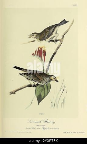 The Birds of America New York, G.R. Lockwood, 1871, C1839, Birds, Nordamerika, Bildwerke, die Illustration zeigt zwei Savannah-Spatzen, die anmutig auf schmalen Ästen thronen und ihre charakteristischen Markierungen und Farben zeigen. Die Vögel sind in entgegengesetzter Richtung dargestellt, so dass sie einen klaren Blick auf ihre aufwendig gemusterten Federn haben, die Braun-, Creme- und dunkle Streifen miteinander vermischen. Darunter befindet sich ein zartes florales Element, das einen Hauch von Lebendigkeit verleiht und die natürliche Umgebung unterstreicht. Der Titel nennt die Art als „Savannah Sparrow“ zusammen mit einer Referenznummer Stockfoto