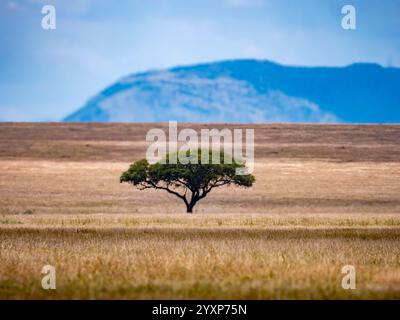 Ein einziger Schirmakazie in der Serengeti. Ein Berggrat im Hintergrund. Stockfoto