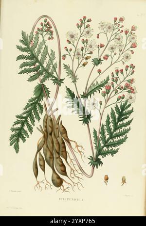 Nouvelle iconographie four ragère, Atlas, Paris, P. Asselin, 1871, Gramineae, der New York Botanical Garden, Bildwerke, Futterpflanzen, die Illustration zeigt empfindliche botanische Details der Pflanze Filipendula, die ihre komplexen Blätter, Wurzeln und blühenden Stämme zeigt. Die Wurzeln sind deutlich sichtbar und zeigen ihre Verzweigungsstruktur, während der obere Teil eine Gruppe kleiner weißer Blüten mit rosafarbenen Knospen und federgrünem Laub zeigt. Winzige Insekten, die möglicherweise Bestäuber oder andere mit der Pflanze verbundene Fauna darstellen, sind ebenfalls subtil in die Kompositi integriert Stockfoto