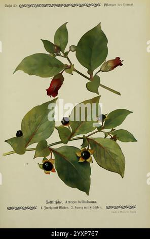 Pflanzen der Heimat Leipzig, Quelle und Meyer, 1913, Deutschland, Bildwerke, Pflanzen, der New York Botanical Garden, Atropa Belladonna, die Illustration zeigt eine detaillierte Darstellung der Atropa Belladonna, allgemein bekannt als tödlicher Nachtschatten. Er hebt zwei Zweige hervor: Einen mit leuchtend violetten Blüten und einen anderen mit Reifen schwarzen Beeren. Die Blätter sind breit und üppig, abwechselnd entlang der Stiele angeordnet. Jedes Element ist für Bildungszwecke eindeutig gekennzeichnet, mit speziellen Beschriftungen für die Blüten und Beeren. Diese botanische Darstellung unterstreicht die Besonderheit der Pflanze Stockfoto