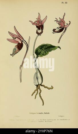 Album des orchidées de l’Europe centrale et septentrionale Genève Librairie Georg 1899 Europe Orchidaceae The New York Botanical Garden Pictorial Works Calypso bulbosa, die Illustration zeigt die Calypso borealis, die allgemein als Calypso Orchidee bekannt ist. Diese zarte Blume ist mit ihren charakteristischen rosa und weißen Blüten und komplizierten Details dargestellt, die drei Blüten in verschiedenen Positionen zeigen. Die zentrale Blume ist vollständig geöffnet und offenbart ihre einzigartige Form, während die anderen in verschiedenen Phasen der Blüte sind. Unter den Blüten taucht ein breites grünes Blatt aus der Basis hervor, das die Pflanze verankert. Thi Stockfoto