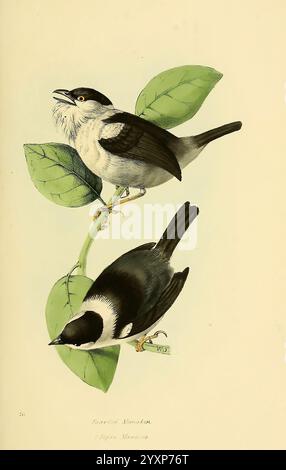 Eine Auswahl der Vögel von Brasilien und Mexiko, die Zeichnungen 1841, Vögel, Brasilien, Mexiko, Bildwerke, Manacus manacus, William Swainson, Ornithologie, Weißbärtige Manakin, zwei detaillierte Abbildungen von bärtigen Manakinen auf grünen Blättern. Der obere Vogel hat eine auffällige schwarz-weiße Färbung mit einem markanten flauschigen Bart, während der untere Vogel ein eher dezentes Aussehen zeigt, auch in Schwarz-weiß-Tönen. Beide Vögel werden in einer natürlichen Pose dargestellt, die ihre eleganten Formen und das lebendige Laub, das sie umgibt, unterstreicht. Der Hintergrund betont die Stockfoto