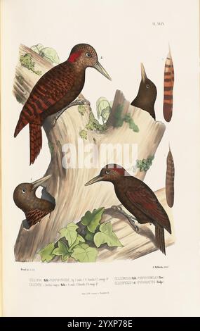 Monographie des picidées, ou Histoire naturelle des picidés, picumminés, yuncinés ou Torcols, Metz, Typ. De J. Verronnais, 1861-62, Vögel, Picidae, Bildwerke, die Abbildung zeigt eine Vielzahl von Spechten, die ihre charakteristischen Eigenschaften und Details zeigen. Hervorzuheben sind die verschiedenen Winkel der Vögel, die auf einem verfaulenden Baumstamm thront und ihr lebendiges Gefieder und ihre einzigartigen Markierungen hervorhebt. Die Spechte sind in verschiedenen Haltungen dargestellt, die ihr natürliches Verhalten und ihre Lebensraumwahl betonen. Die Vögel sind mit Diagrammen versehen, die Einblicke in ihre Tiere geben Stockfoto