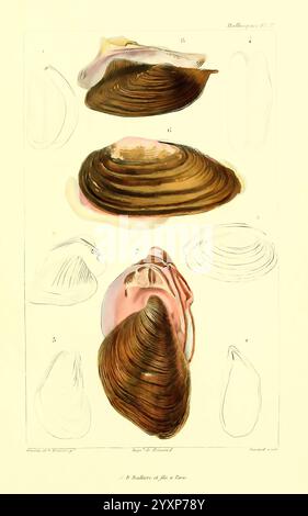 Les Mollusques, Paris, J. B. Baillière, 1868, Mollusken, Klassifizierung, eine komplizierte Illustration, die verschiedene Arten von Muscheln zeigt. Die Zusammensetzung besteht aus mehreren Schalen, die jeweils zur Identifizierung nummeriert sind. Der zentrale Fokus bietet eine detaillierte Seitenansicht einer großen Schale, die die innere Struktur und die weichen Körperteile freigibt. Umgibt sie Umrisse anderer Schalenformen, die jeweils mit einer Zahl gekennzeichnet sind, die ihrem Namen oder ihrer Beschreibung entspricht. Das Kunstwerk spiegelt eine wissenschaftliche Untersuchung der Meereslebewesen wider und betont die Anatomie und Vielfalt dieser faszinierenden Lebewesen. Stockfoto