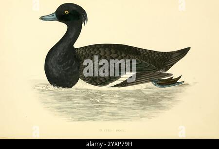 Eine Geschichte der britischen Vögel, 1863-1866?, Großbritannien, Birds, Aythya fuligula, Eine getuftete Ente gleitet anmutig über die Wasseroberfläche und zeigt ihre Besonderheiten. Der Vogel zeigt ein markantes schwarzes Gefieder mit komplizierten Federmustern, die Textur und Tiefe verleihen. Der charakteristische Büschel auf der Rückseite des Kopfes ist hervorzuheben und unterstreicht seine einzigartige Silhouette. Der scharfe, blaue Schirm bildet einen schönen Kontrast zu den dunklen Federn, während ein dezenter weißer Streifen an den Seiten das elegante Erscheinungsbild unterstreicht. Das ruhige Wasser reflektiert seine Form und schafft eine ruhige Szene, die das hervorhebt Stockfoto