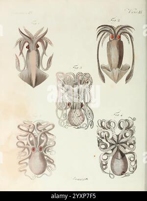 à Vienne Chez Antoine Pichler 1807 Natural History Juvenile Works Woods Hole zeigt fünf verschiedene Meeresbewohner, die verschiedene Arten von Kopffüßern darstellen. Oben links ist ein Tintenfisch mit langem Körper und markanten Flossen dargestellt, ergänzt durch ausdrucksstarke Augen. Daneben zeigt die zweite Figur eine andere Tintenfischvariante, die sich durch ihre einzigartige dorsale Form und leuchtend rote Akzente in der Nähe der Augen auszeichnet. In der Mitte zeigt die dritte Figur einen charakteristischen Kraken, der einen abgerundeten Körper aufweist und kompliziert ist Stockfoto