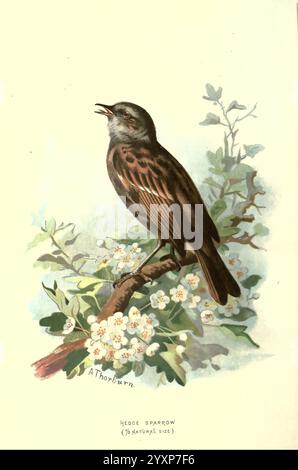 Bekannte Wildvögel, London, New York, Cassell, 1883, Vögel, Wörterbücher, Bildwerke, Prunella modularis, Hedge accentor Ornithologie, Walters Wiese, Archibald Thorburn, Ein wunderschön illustrierter Hedge Sparrow, der auf einem Ast thront und von zarten weißen Blüten umgeben ist. Der Vogel zeigt komplizierte Federmuster mit Brauntönen und subtilen Grautönen. Sein Schnabel ist offen, als würde er singen und vermittelt ein Gefühl von Leben und Gelassenheit in seinem natürlichen Lebensraum. Die künstlerische Komposition unterstreicht die Eleganz des Vogels und das charmante Detail des umgebenden Laubs, wodurch ein Har entsteht Stockfoto