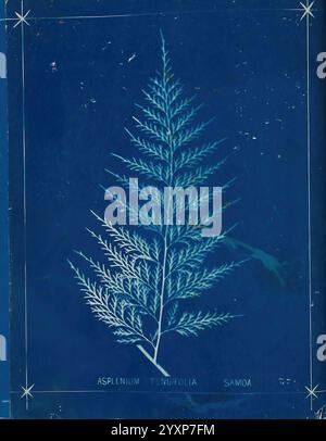 Neuseeland Farne Auckland, Neuseeland, Dobbie, H. B, 1880, Botanik, Botanik Bildwerke, Farne, Neuseeland, Farne, Neuseeland Bildwerke, Naturdrucke, Neuseeland, Neuseeland, seltene Bücher, 19. Jahrhundert, Auckland war Memorial Museum Tāmaki Paenga Hira, Samoa, Asplenium tenuifolium, Farn, Ein zartes Farnexemplar zeigt komplizierte Wedel, die die feinen Details seiner Blattstruktur zeigen. Der Farn wird als Asplenium tenufolium bezeichnet, was seine wissenschaftliche Klassifizierung angibt, mit einer zusätzlichen Anmerkung, die auf Samoa verweist, was auf den geografischen Ursprung der Pflanze hindeutet. Der lebendige Hintergrund Stockfoto