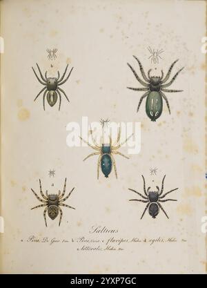 Monographia Aranearum, Monographie der Spinnen, Nürnberg, Lechner, [182, Museen victoria, Spinnen, Spinnen, Spinnen, Arachnida, Salticus Pini, Salticus Flavipes, Salticus Agilis, Salticus Litoralis, Dendryphantes Hastatus, Heliophanus Flavipes, Pseudeuophrys Erratica, Sitticus Floricola, Salticus, Pini, Dendryphantes, Hastatusvipes, Heliophanus, Agilis, Pseudeuophrys, Erratica, Littoralis, Sitticus, Floricola, Araneae, die Illustration zeigt eine Sammlung von fünf Spinnenexemplaren, von denen jede aufwändig mit lebhaften Farben und zarten Mustern versehen ist. Die Spinnen sind symmetrisch angeordnet Stockfoto