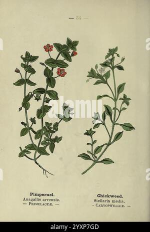 Wayside and Forest blüten, London, F. Warne, 1895, Großbritannien, Wildblumen, Identifizierung, Botanik, Anagallis arvensis, Stellaria Media, die Abbildung zeigt zwei unterschiedliche Pflanzenarten, die jeweils mit ihren gemeinsamen und wissenschaftlichen Namen gekennzeichnet sind. Auf der linken Seite ist der Pimpernel (Anagallis arvensis) mit kleinen, lebhaften Blüten und breiten grünen Blättern dargestellt, die sein typisches Wachstumsmuster zeigen. Auf der rechten Seite ist der Chickweed (Stellaria Media) mit zarten, sternförmigen weißen Blüten und schlanken, langen Blättern dargestellt. Das Gesamtdesign unterstreicht die einzigartigen Eigenschaften von EA Stockfoto