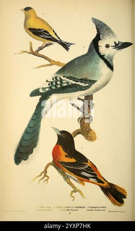 American Ornithology oder The Natural History of the Birds of the United States, Petter & Galpin [187-]. Birds, United States, Blue Jay, Cyanocitta Cristata, Icterus Galbula, Carduelis Tristis, American Goldfinch, Baltimore Oriole, diese Illustration zeigt drei verschiedene Vogelarten, jede mit lebendigen Details. Der oberste Vogel ist ein Blue Jay, erkennbar an seinem markanten blau-weißen Gefieder und seinem markanten Wappen. Darunter befindet sich ein Goldfink mit hellgelben Federn mit schwarzen Anklängen auf Flügeln und Kopf. Schließlich wird die Baltimore Oriole mit ihrem kräftigen Orange und bl dargestellt Stockfoto