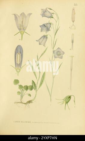 Billeder af Nordens Flora, København, G.E.C. Gad, 1901-1903 [d. h. 1907], Bildwerke, Pflanzen, Skandinavien, die Illustration zeigt verschiedene Stufen und Aspekte der Pflanzenart Campanula rotundifolia, allgemein bekannt als die rundblättrige Glockenblume. Es enthält eine detaillierte Darstellung der Blüten der Pflanze und zeigt ihre charakteristischen glockenförmigen Blüten. Verschiedene Teile der Pflanze sind vertreten, einschließlich der Blätter, des Stammes und der Fortpflanzungsstrukturen. Der Hintergrund bietet Klarheit für jedes Element, wobei die Zahlen auf Etiketten verweisen, die verschiedene Komponenten erklären, wie z. B. die Blume Stockfoto