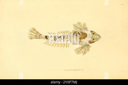 Die Naturgeschichte der britischen Fische, London, gedruckt für den Autor und für F. und C. Rivington, 1802-1808, Fishes, Großbritannien, Bildwerke, Museum of Comparative Zoology, die Darstellung zeigt eine detaillierte Abbildung eines Fisches, der durch seinen langgestreckten Körper und seine ausgeprägte Flossenstruktur gekennzeichnet ist. Die markanten Augen und das komplizierte Schuppenmuster betonen die einzigartigen Merkmale der Art, wobei eine Mischung aus Braun und Braun ihren natürlichen Lebensraum unterstreicht. Die zarten Flossen, einschließlich Rücken- und Brustflossen, sind anmutig gemacht, was die Vielseitigkeit und Eleganz von Marine-Li demonstriert Stockfoto