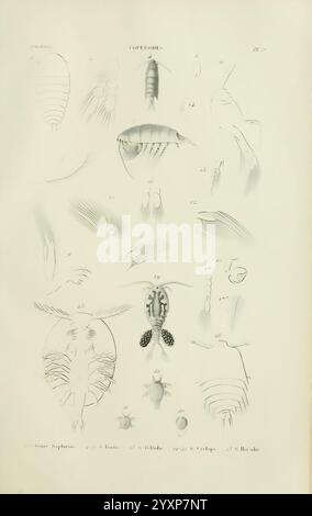 Histoire naturelle des crustacés Paris Librairie encyclopédique de Roret 1834-1840 Anatomie crustacea physiologie schaaldieren taxonomie zeigt die Illustration eine Vielzahl von Copepoden, die ihre besonderen anatomischen Merkmale und die unterschiedlichen Arten hervorheben. Oben werden mehrere Formen angezeigt, darunter verschiedene Körperformen und Anhängungen. Jedes Exemplar ist akribisch nummeriert, mit einer detaillierten Darstellung ihrer Exoskelette und morphologischen Merkmale. Die unterschiedlichen Strukturen wie Antennen, Gliedmaßen und Schwänze zeigen die Komplexität dieser winzigen Krebstiere, die ein V spielen Stockfoto