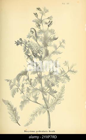 Gartenflora Erlangen F. Enke 1852-1940 Botanik Gartenarbeit Deutschland Zeitschriften Pflanzen Zierpflanzen Blume, die Komposition zeigt eine detaillierte botanische Illustration von Dasystemon pedicularia, die seine markanten Blätter und Blütenstruktur zeigt. Die Pflanze ist mit elegant gerendertem Laub dargestellt, das von fein geteilten, gefiederten Blättern gekennzeichnet ist. Hervorstehende, längliche Samenkörner und zarte Blüten sind sichtbar, was die einzigartige Morphologie der Art unterstreicht. Jedes Element ist sorgfältig illustriert, um die natürliche Schönheit und das wissenschaftliche Interesse der Pflanze zu zeigen, begleitet von ihrem Bewuchs Stockfoto