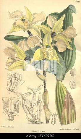 Curtis' botanisches Magazin, London, New York, Botanik, Zeitschriften, Bildwerke, Matilda Smith, Neuguinea, Dendrobium forbesii, Dendrobium ashworthiae, Curtis, Blumen, David Prain, Frauen in der Wissenschaft, Matilda Smith, diese Illustration zeigt eine elegante Orchidee mit charakteristischen gelben Blütenblättern und komplizierten Details. Die zentrale Blume zeigt zarte, abgerundete Blüten, umgeben von üppig grünen Blättern, die elegant nach außen gewölbt sind. Die Hauptdarstellungen der Blume werden durch kleinere Skizzen ergänzt, die verschiedene Stufen der Struktur der Blume hervorheben, einschließlich der Details der Blüte und der einzelnen p Stockfoto