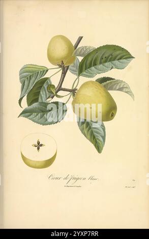 Pomologie francaise, Paris, Langlois et Leclercq, 1846, arbres fruitiers, Field Guides, Frankreich, Obstbäume, Obstkultur, Obst, Identifizierung, Pflanzen, Eine botanische Illustration, die die charakteristischen herzförmigen Früchte der Sorte ''Cœur de Pigeon Blanc'' darstellt. Die Früchte sind in einem weichen gelb-grünen Farbton mit einer glatten Oberfläche und einem leichten Glanz dargestellt. Sie werden neben einem Blattzweig präsentiert, der leuchtend grüne Blätter mit komplexen Adern zeigt. Eine der Früchte wird in zwei Hälften geschnitten, wodurch die sternförmige Samenanordnung in der Mitte sichtbar wird, die ihr einzigartiges botanisches Charact unterstreicht Stockfoto