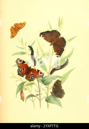 Britische Schmetterlinge und ihre Verwandlung, London, William Smith, 1841, Großbritannien, Schmetterlinge, schmetterlinge, Identifizierung, Klassifizierung, Bildwerke, Argynnis Paphia, die Szene zeigt eine lebendige Sammlung von Schmetterlingen und Raupen auf grünen Blättern. Ein auffällig farbiger Schmetterling mit leuchtend roten Flügeln und gelben Augenflecken hebt sich in der Mitte hervor. Ein dunkelbrauner Schmetterling mit Fransenkanten ergänzt einen kleineren, orangen Schmetterling mit komplizierten Mustern. Im unteren Teil des Arrangements zeigen mehrere Raupen verschiedene SHA Stockfoto