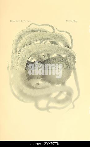 Die Cephalopoda der hawaiianischen Inseln Washington, Govt. Print, 1914 Cephalopoda, Hawaii, Mollusks, RL Hudson, Polypus marmoratus, Octopus, hee, hee, hee, hee, hee, Eine detailreiche Illustration eines Oktopus mit seinen komplizierten Mustern und Texturen. Die langen Tentakel der Kreatur sind elegant gewellt, wobei die Sauger entlang ihrer Länge deutlich sichtbar dargestellt sind. Der Körper des Oktopus ist in einer abgerundeten Form dargestellt und betont seine einzigartige Anatomie. Die Abbildung wird mit einem Titel am oberen Rand ergänzt, der darauf hinweist, dass es sich um ein Schild aus einer Publikation handelt, zusammen mit einem Datum und einem Verweis auf ein Bulletin, suggesti Stockfoto