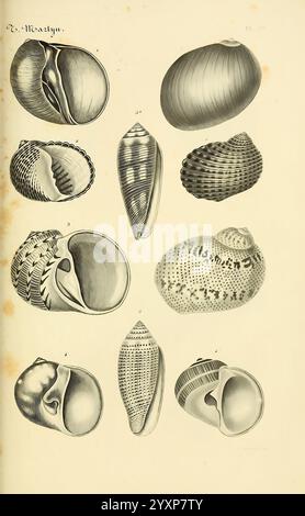 Le Conchyliologiste universel, ou, figures des coquilles jusqu'à présent inconnues recueillies en divers voyages a la mer du sud depuis l'année 1764, Paris, A. Franck, libraire-éditeur, 1845, Mollusken, Bildwerke., Eine detaillierte Illustration, die eine Vielzahl von Muscheln zeigt, die in einem Gittermuster angeordnet sind. Die Schalen repräsentieren verschiedene Arten und betonen ihre einzigartigen Formen und Texturen. Jede Schale ist mit einer Zahl gekennzeichnet, die ihre spezifische Kennzeichnung oder Klassifizierung angibt. In der Abbildung werden die komplizierten Konstruktionen und Muster auf den Oberflächen der einzelnen Schalenelemente in erfasst Stockfoto