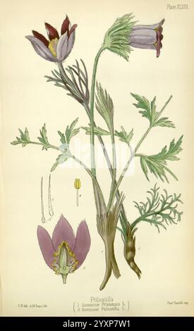 The Flora homoeopathica, London, Leath & Ross, 1852-1853, Botanik, Homöopathie, Bildwerke, Pulsatilla pratensis, Botanik medizinisch, Materia medica Gemüse, Pulsatilla vulgaris, Materia medica and Therapeutics, Eine botanische Illustration, die die Blume Pulsatilla, allgemein bekannt als Pasque-Blume, zeigt. Das Kunstwerk enthält verschiedene detaillierte Darstellungen der Pflanze, einschließlich ihrer zarten, violetten Blüten und ihrer markanten Blattstruktur. Die Abbildung ist mit einer beschrifteten Darstellung der gesamten Pflanze und Nahaufnahmen ihrer floralen Merkmale angeordnet, die einen lehrreichen Überblick über ihre Morphol geben Stockfoto